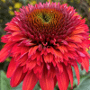 00013920 echinacea double scoop raspberry deluxe 1g 01.png