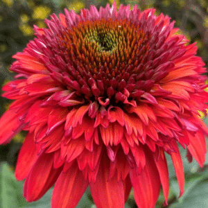 00013920 echinacea double scoop raspberry deluxe 1g 01.png