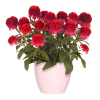 00013920 echinacea double scoop raspberry deluxe 1g 02 1.png