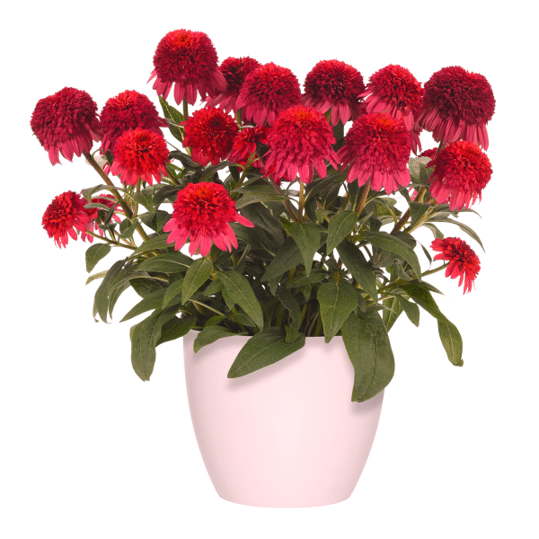 00013920 echinacea double scoop raspberry deluxe 1g 02 1.png