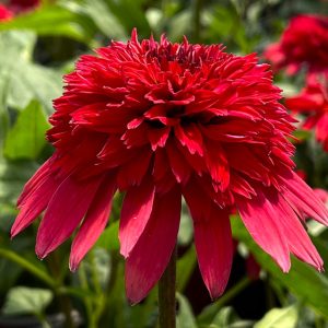 00013921 echinacea double scoop strawberry deluxe 1g 01.jpg