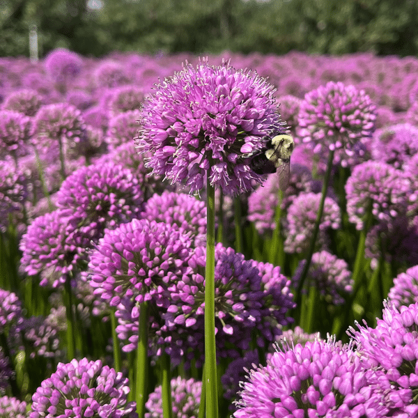 007g06 allium millenium 01.png