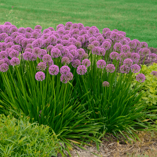 007g06 allium millenium 02.png