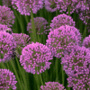 007g06 allium millenium 03.png