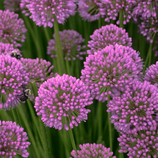 007g06 allium millenium 03.png