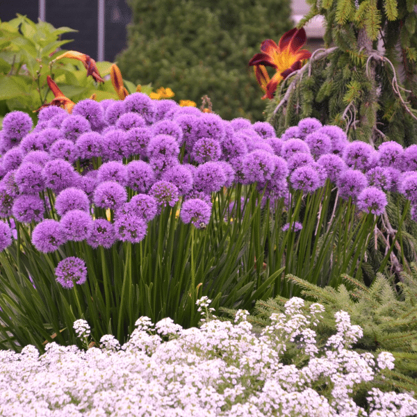 007g06 allium millenium 04.png