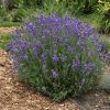 007g08 lavandula angustifolia hidcote blue 02.png