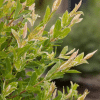 048g48 salix integra hakuro nishiki 02.png