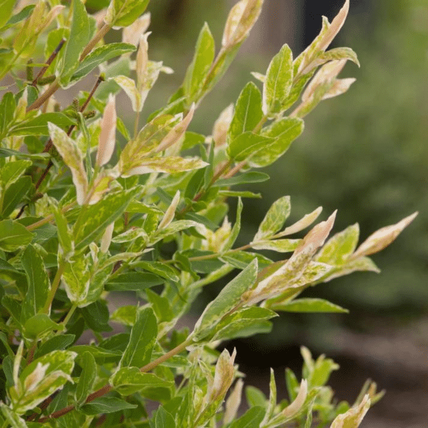 048g48 salix integra hakuro nishiki 02.png