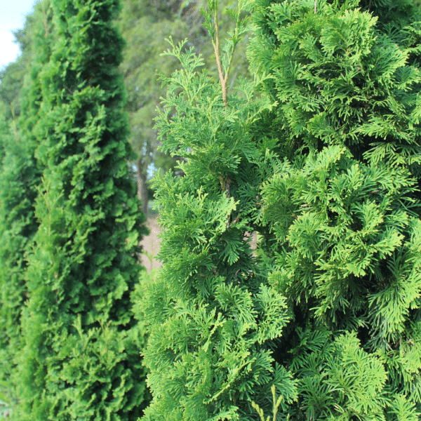 050g03 thuya occidentalis unicorn 01.png