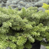 050g07 abies balsamea nana 01.png