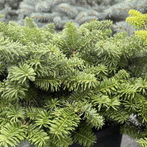 050g07 abies balsamea nana 01.png