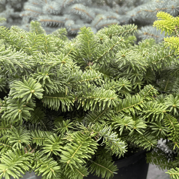 050g07 abies balsamea nana 01.png