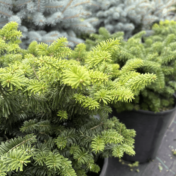 050g07 abies balsamea nana 02.png