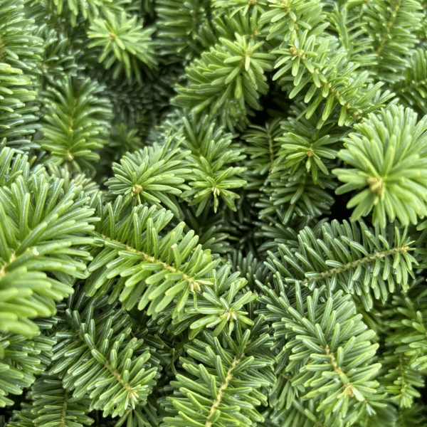050g07 abies balsamea nana 03.png