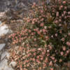 048g51 physocarpus opulifolius little devil 03.png