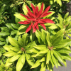 048g53 pieris japonica mountain fire 02.png