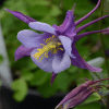 00012327 aquilegia earlybird purple blue 02.png