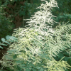 007g20 aruncus dioicus 02.png