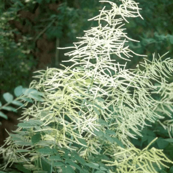 007g20 aruncus dioicus 02.png