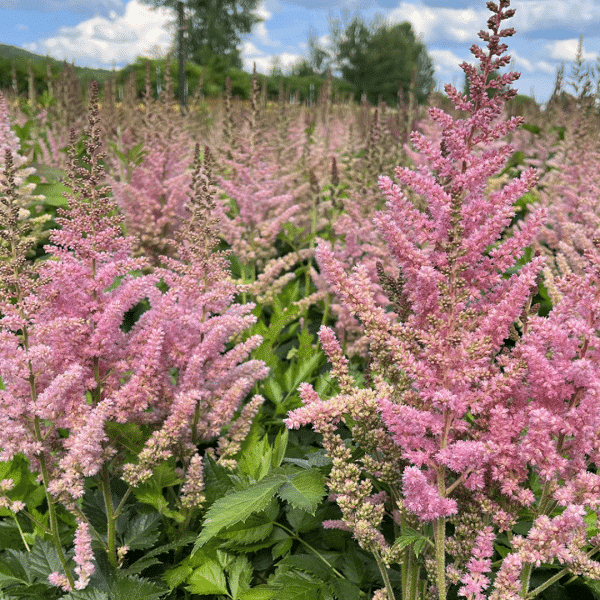 007g28 astilbe chinensis vision in pink 02.png