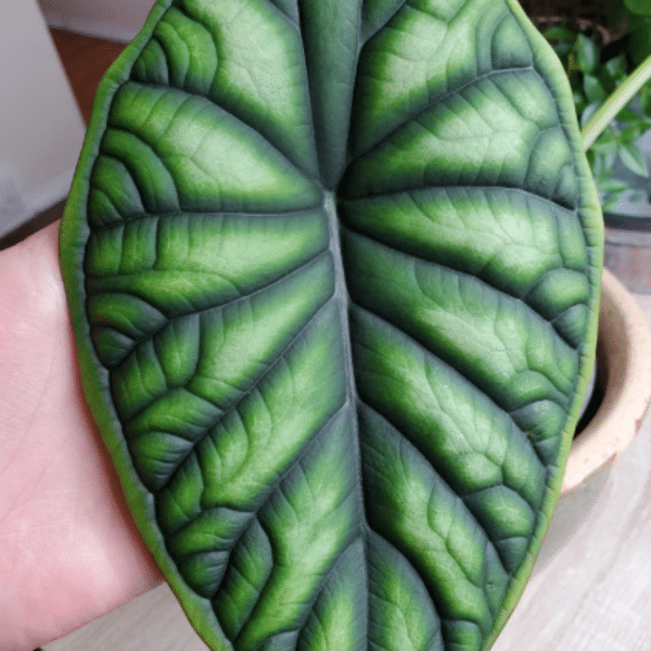 00021116 alocasia dragon scale 01.png