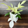 00021117 philodendron florida ghost 01.png