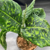 00021118 dieffenbachia reflector 01.png