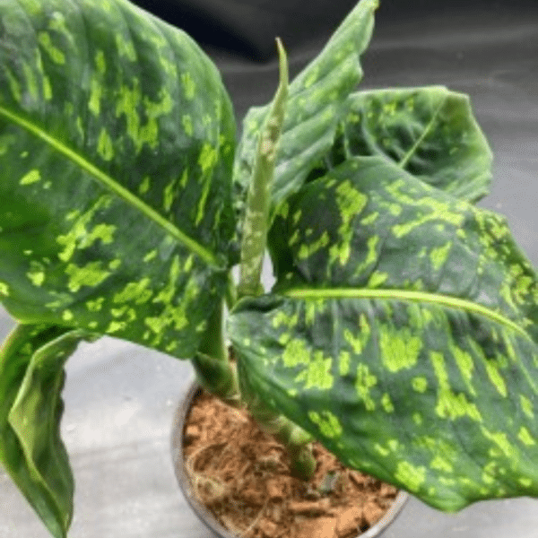 00021118 dieffenbachia reflector 01.png
