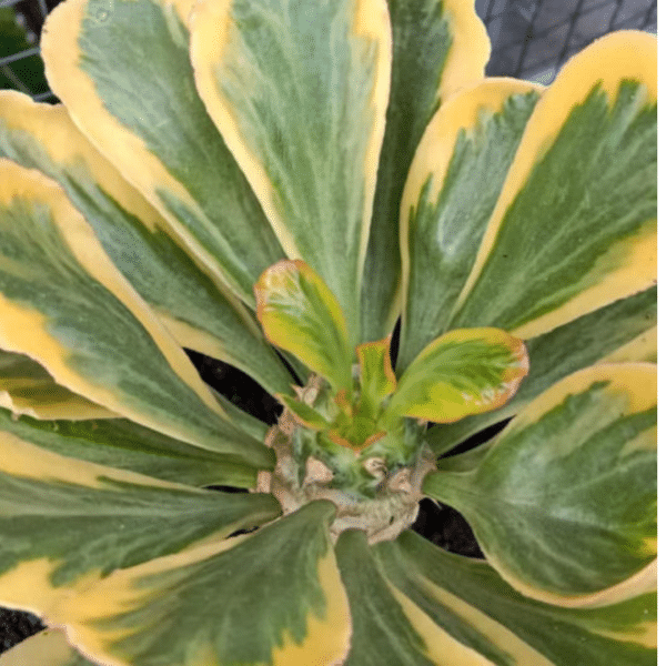 00021119 euphorbia poissonii variegata 01.png