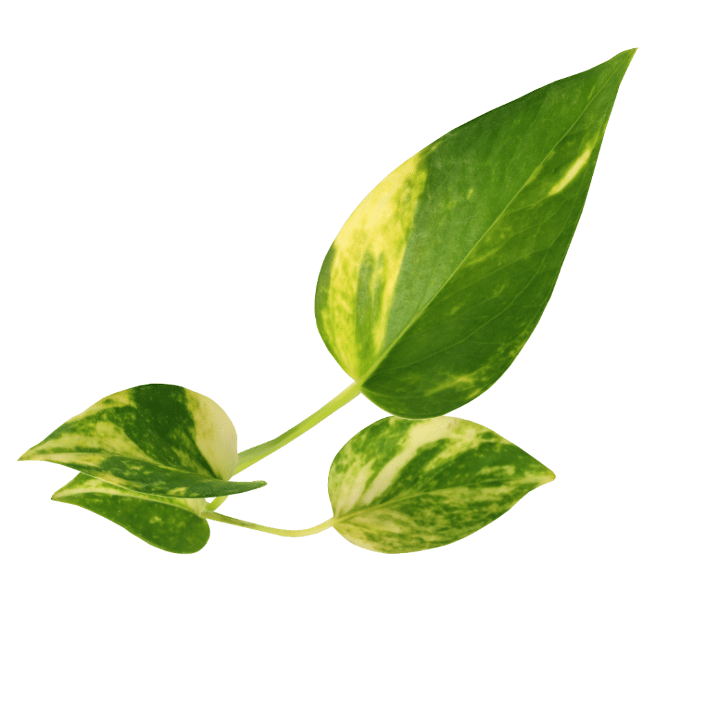 pothos 01