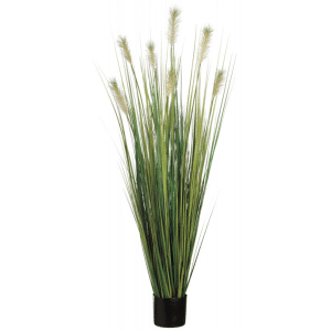 2706029 herbe de pampas 01.png