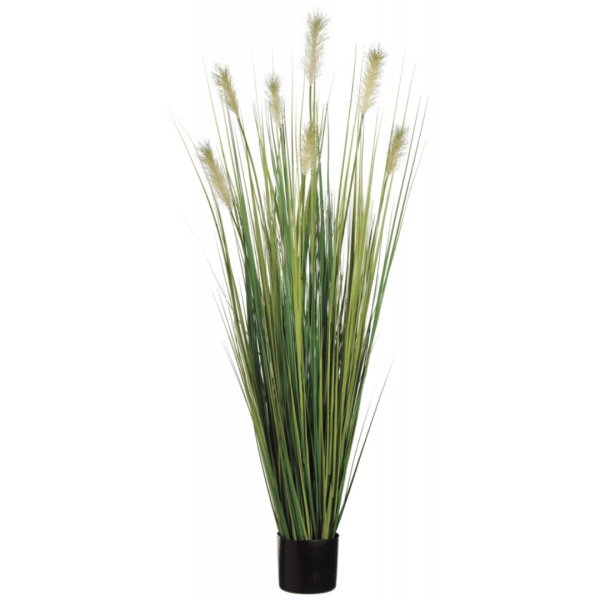 2706029 herbe de pampas 01.png