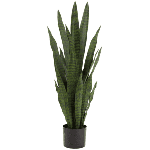 2706030 sansevieria 35po 01.png