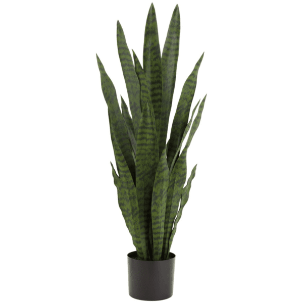 2706030 sansevieria 35po 01.png