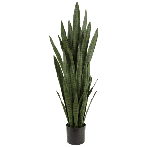 2706031 sansevieria 55po 01.png