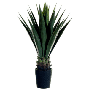 2706035 agave en pot 42po 01.png