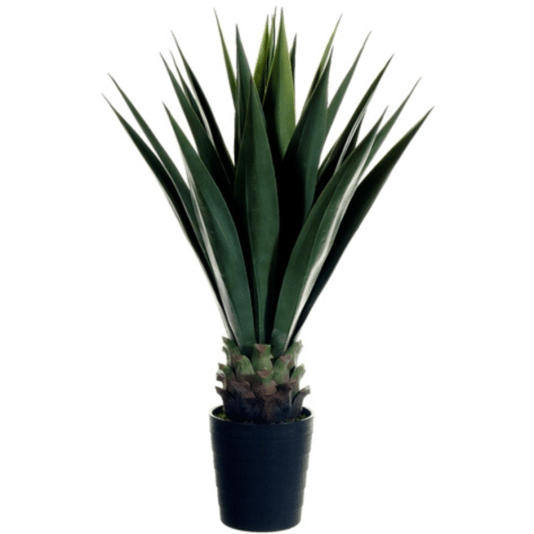 2706035 agave en pot 42po 01.png