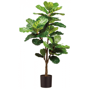 2706054 ficus 56po 01.png