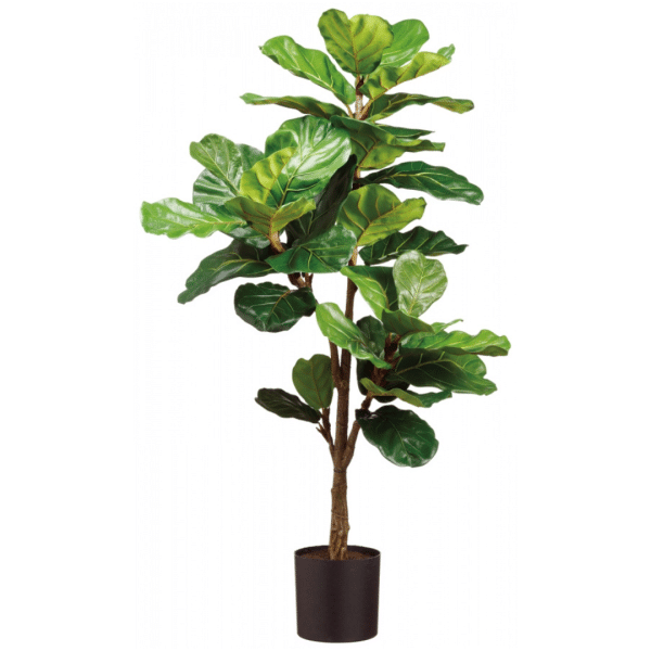 2706054 ficus 56po 01.png