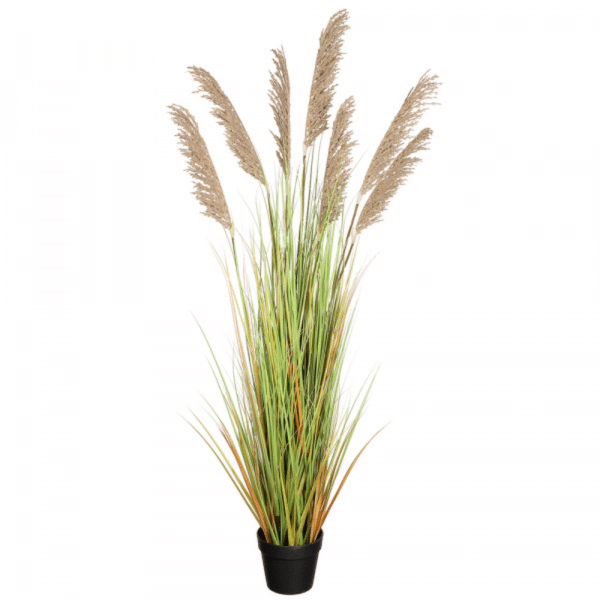 2706055 miscanthus pot 59po 01.png