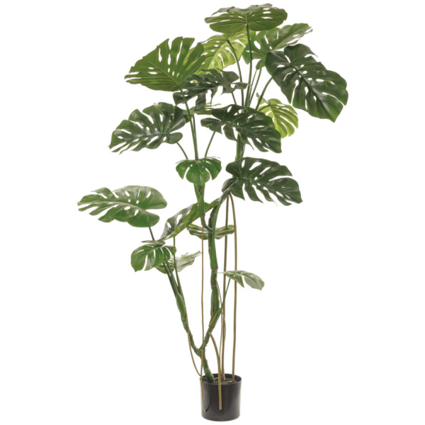 2706057 monstera 70po 01.png