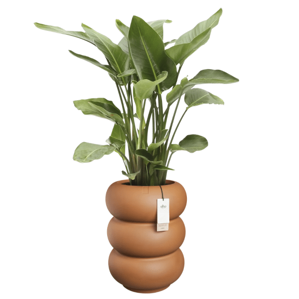 014g11 elho collection amber roll 58cm 05.png