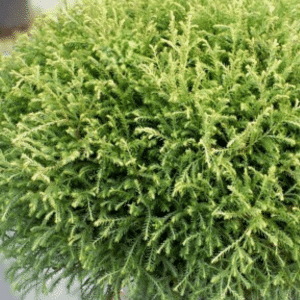 050g129 thuya occidentalis mr bowling ball 01.png