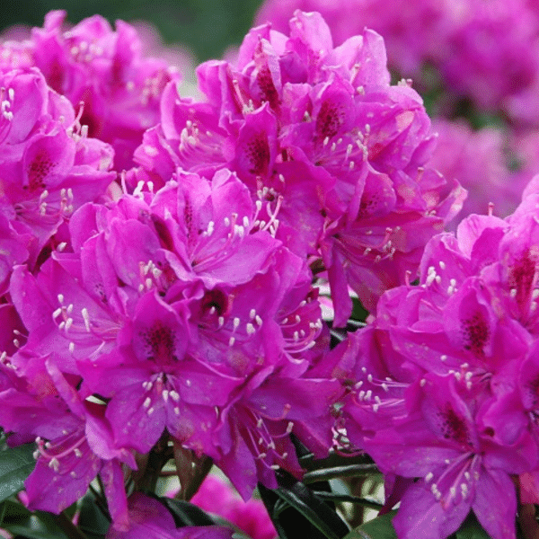 048g54 rhododendron anah kruschke 01.png