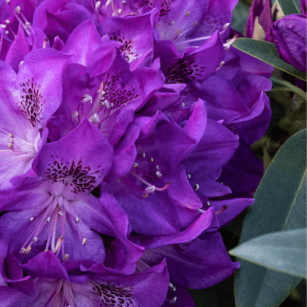 048g55 rhododendron florence parks 01.png