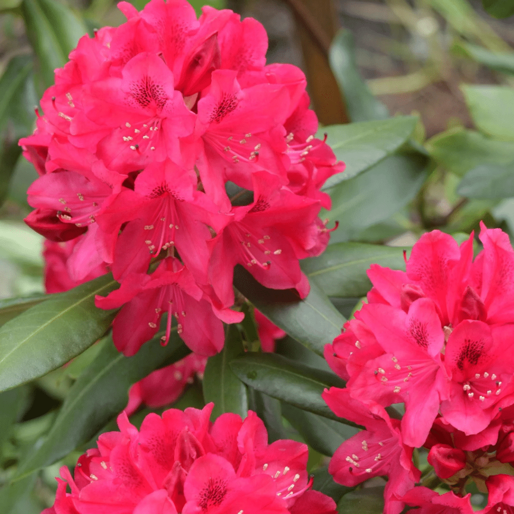 048g56 rhododendron nova zembla 01 1.png