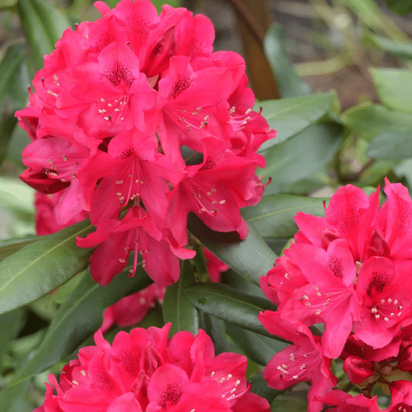 048g56 rhododendron nova zembla 01 1.png