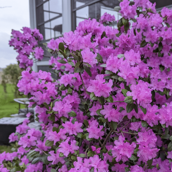 048g57 rhododendron pjm regal 01 1.png