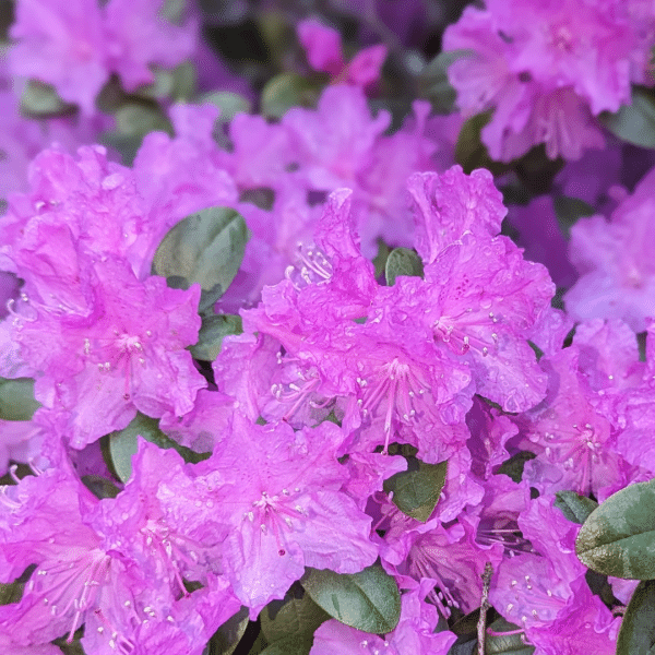 rhododendron 'pjm regal'